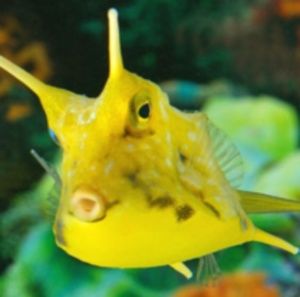 Meet your Posher, Claude